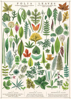 Poster Cavallini - Folia Leaves