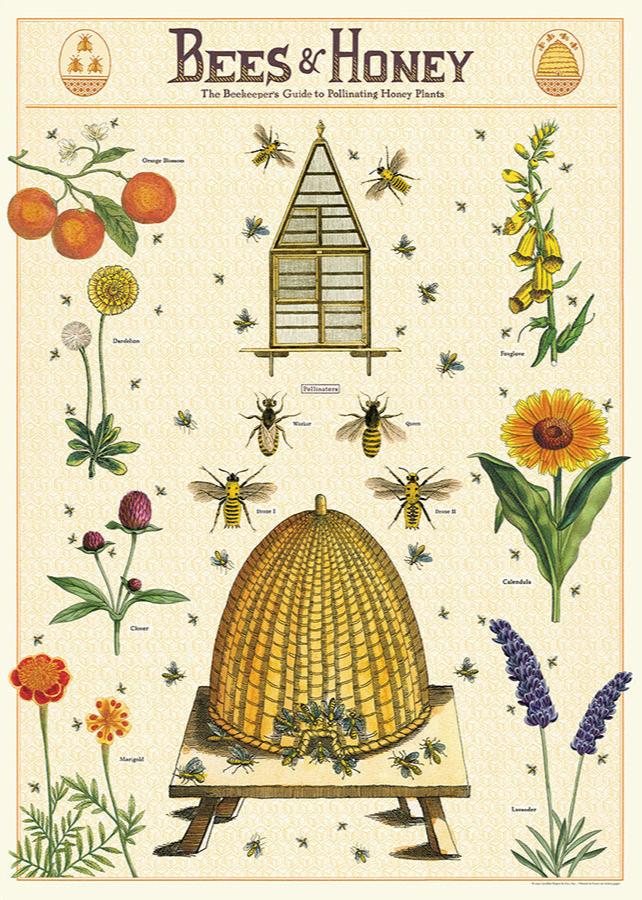 Poster Cavallini - Bees & Honey 2