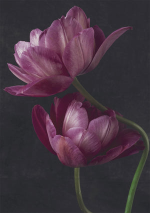 2-part card Kreetta Järvenpää - Lilac tulips