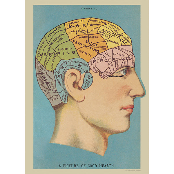 Poster Cavallini - Phrenology