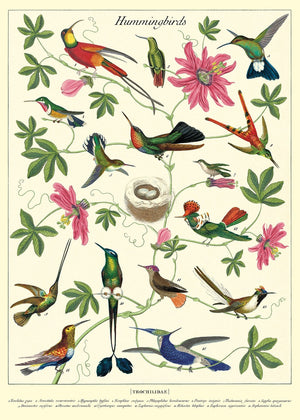Poster Cavallini - Hummingbirds