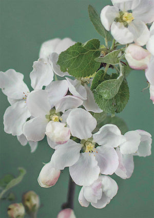 Postcard Kreetta Järvenpää - Apple Blossom