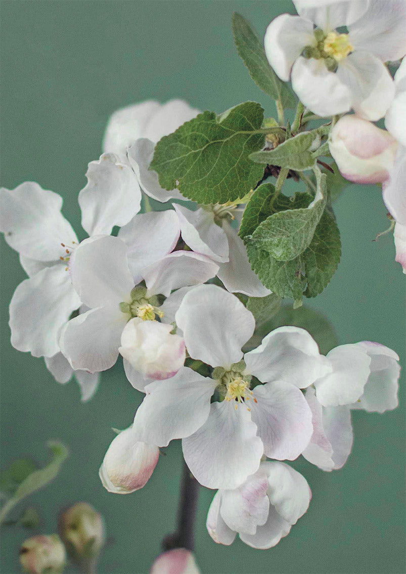 Postcard Kreetta Järvenpää - Apple Blossom