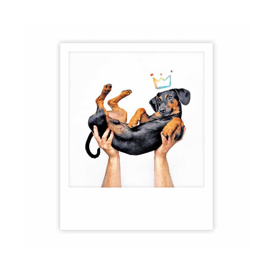 Postcard Pickmotion - King dachshund