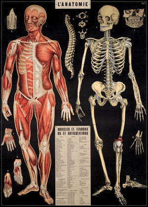 Poster Cavallini - L'Anatomie