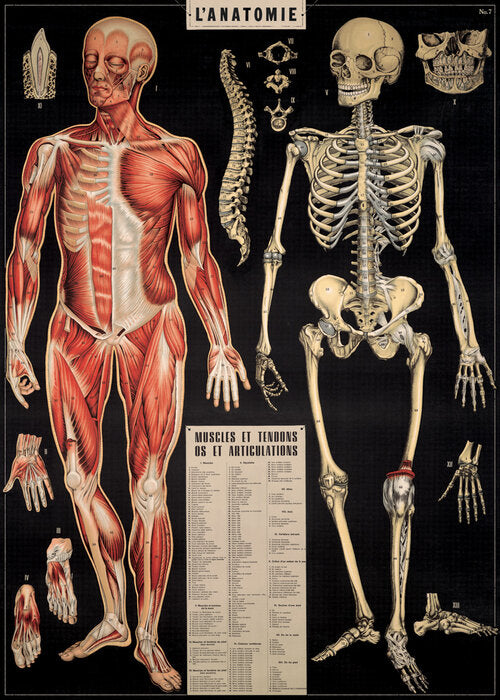 Juliste Cavallini - L'Anatomie