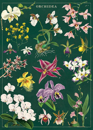 Poster Cavallini - Orchid