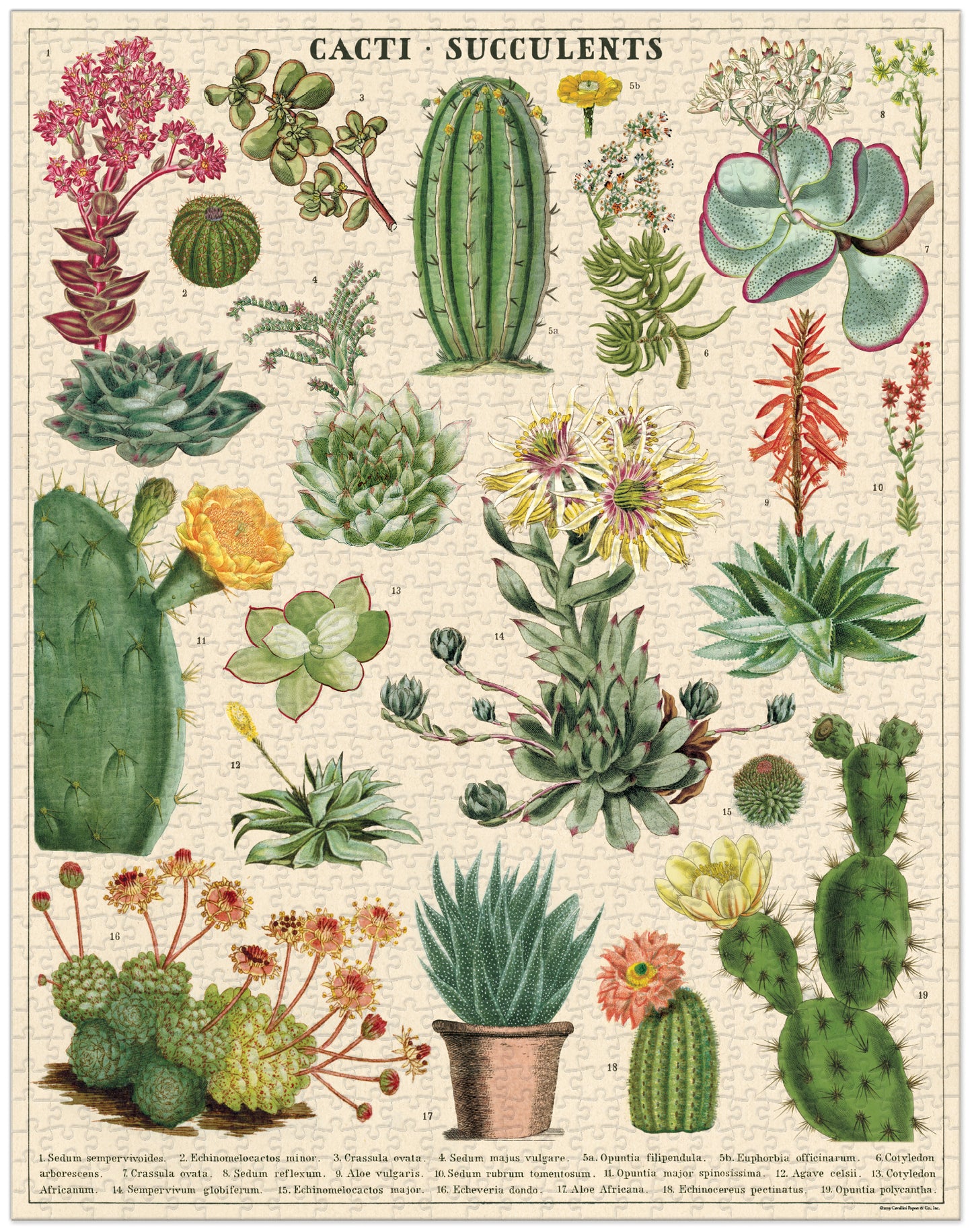 Palapeli Cavallini - Cacti and Succulents