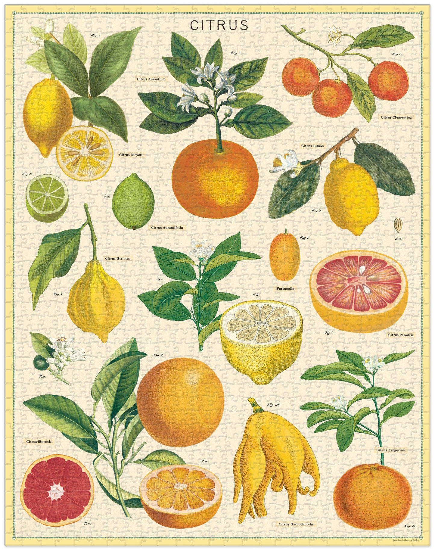 Palapeli Cavallini - Citrus