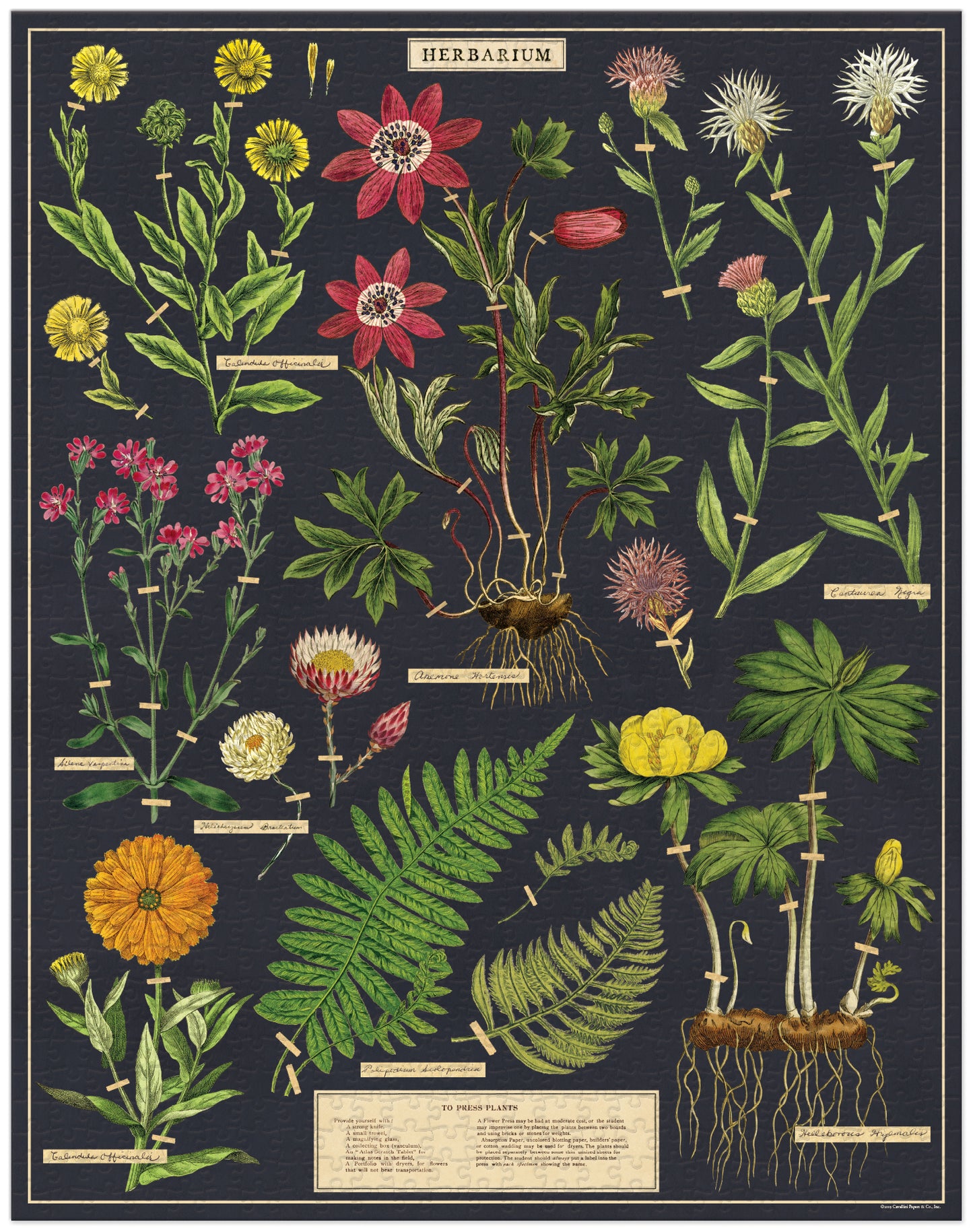 Palapeli Cavallini - Herbarium