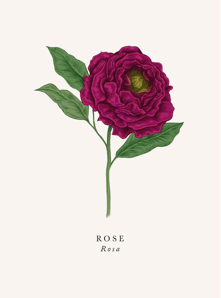 2-part card The Art File - Book and Botanics, Rose