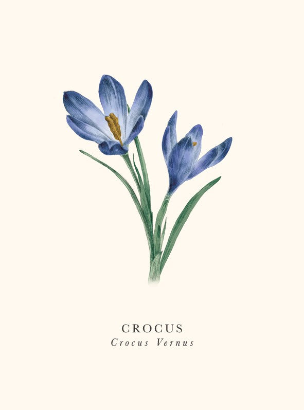 2-osainen kortti The Art File - Book and Botanics, Crocus