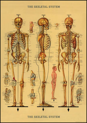 Juliste Cavallini - Skeleton