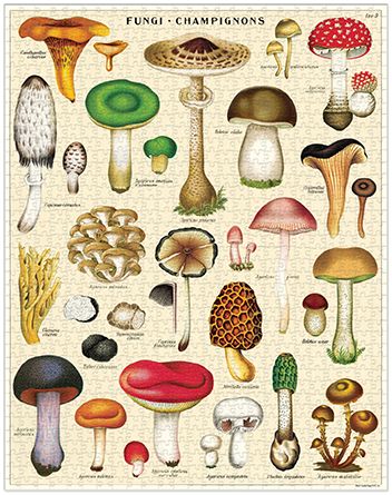 Palapeli Cavallini - Mushrooms