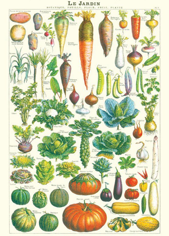 Juliste Cavallini - Le Jardin