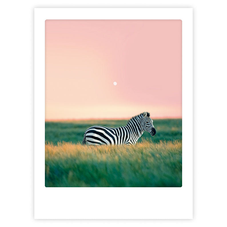 Juliste Pickmotion - Zebra crossing