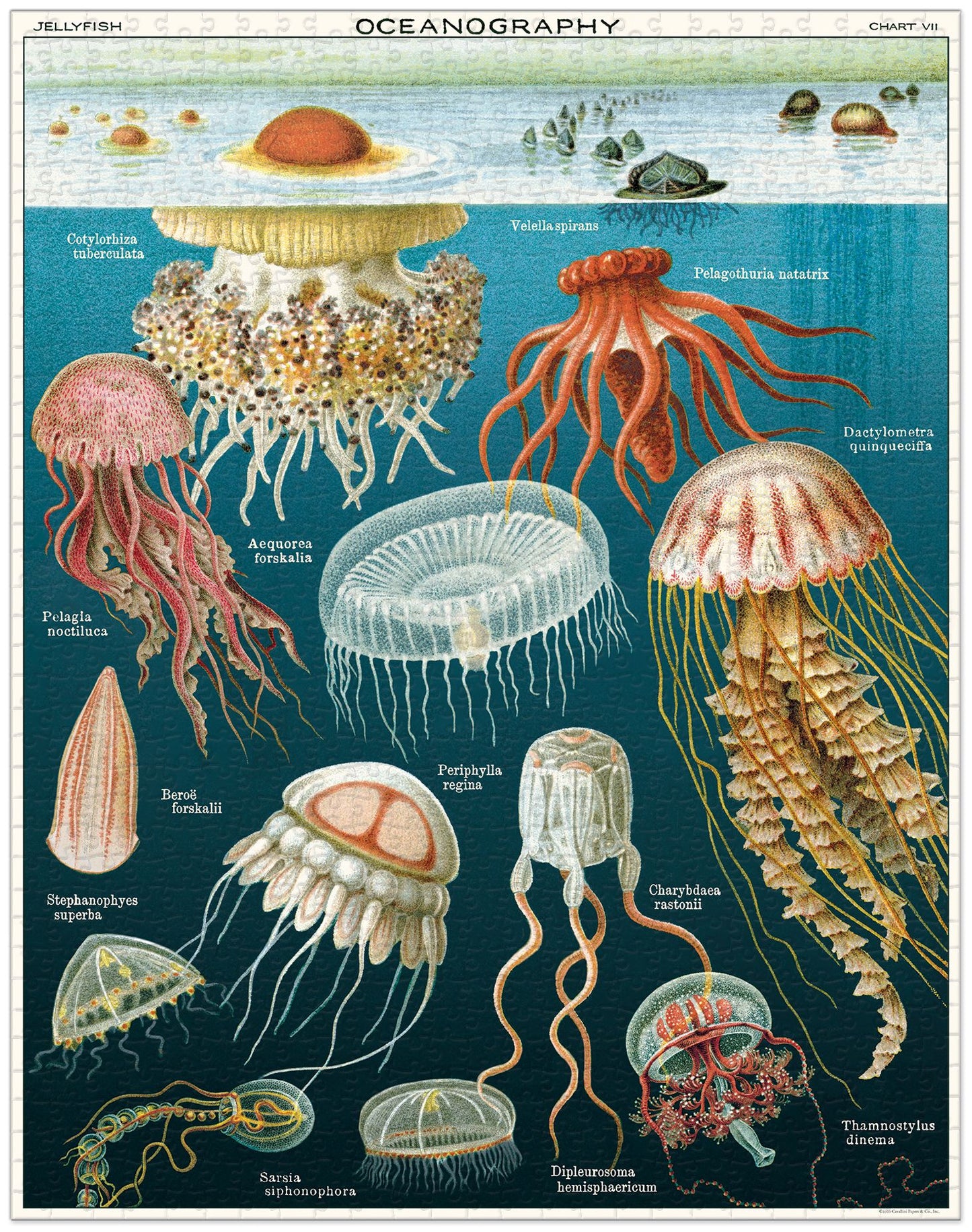 Palapeli Cavallini - Jellyfish