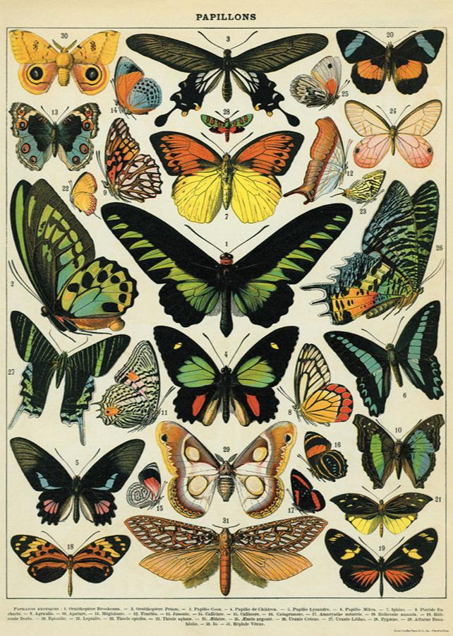 Poster Cavallini - Butterflies