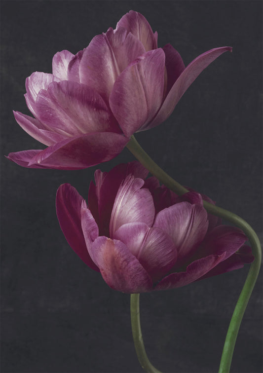 2-part card Kreetta Järvenpää - Lilac tulips