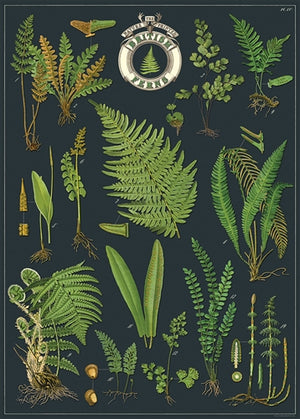 Juliste Cavallini - British Ferns