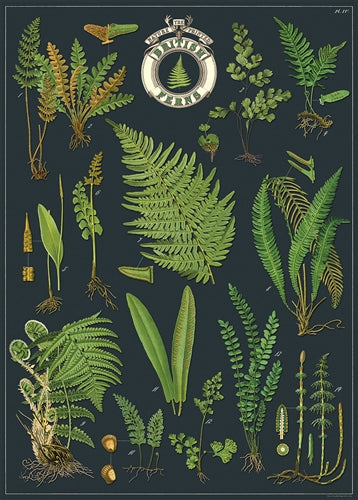 Poster Cavallini - British Ferns