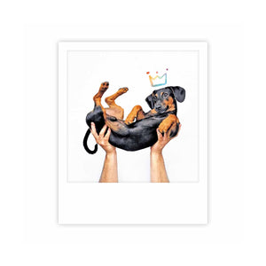 Postcard Pickmotion - King dachshund