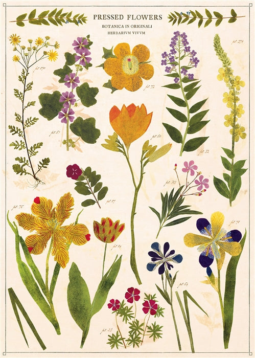 Poster Cavallini - Pressed Flowers