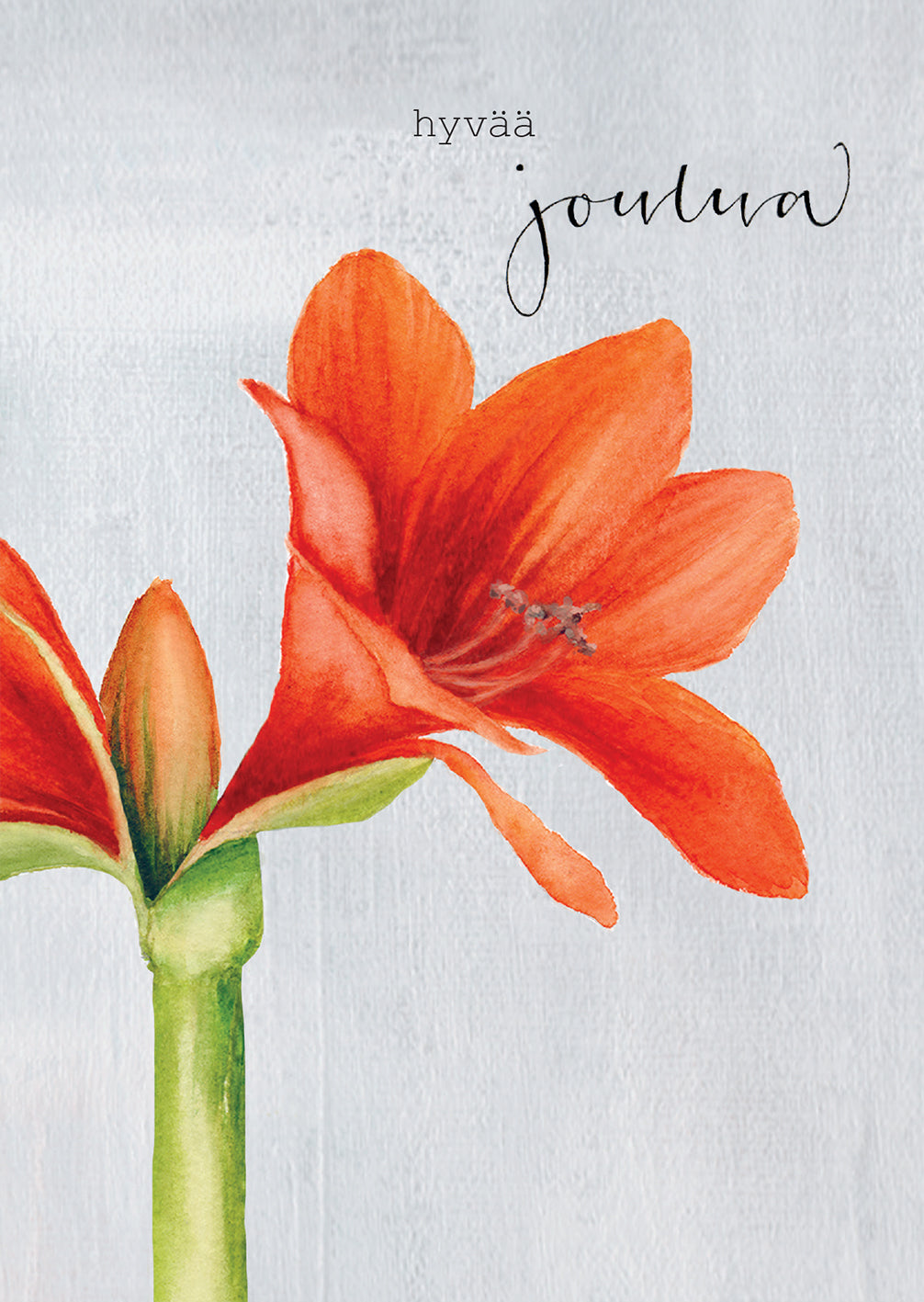 2-osainen joulukortti Henna Adel - Amaryllis punainen