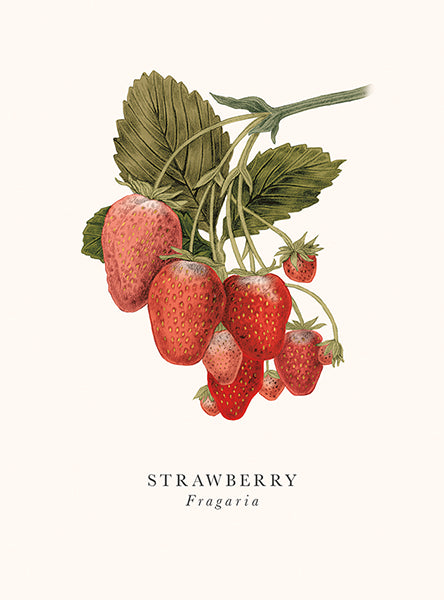 2-part card The Art File - Book and Botanics, Strawberry