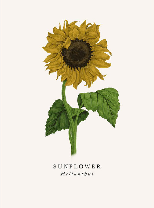 2-part card The Art File - Book and Botanics, sunflower