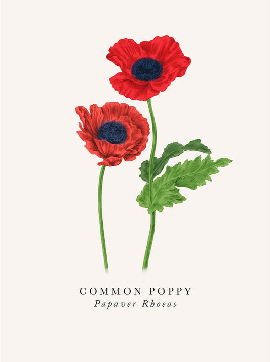 2-part card The Art File - Book and Botanics, Common poppy