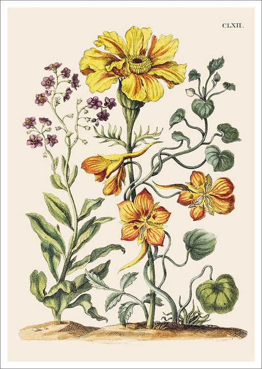 Postcard John Nurminen - Yellow flowers