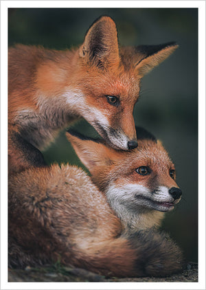 Postcard Konsta Punkka - Fox cubs