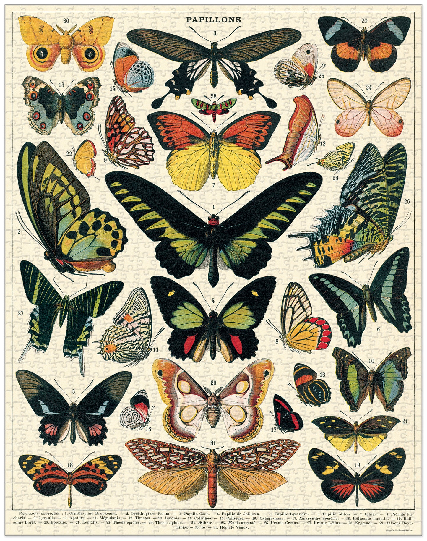 Puzzle Cavallini - Butterflies