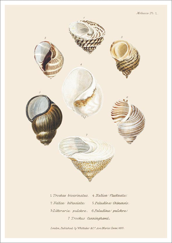 Postcard John Nurminen - 7 shells