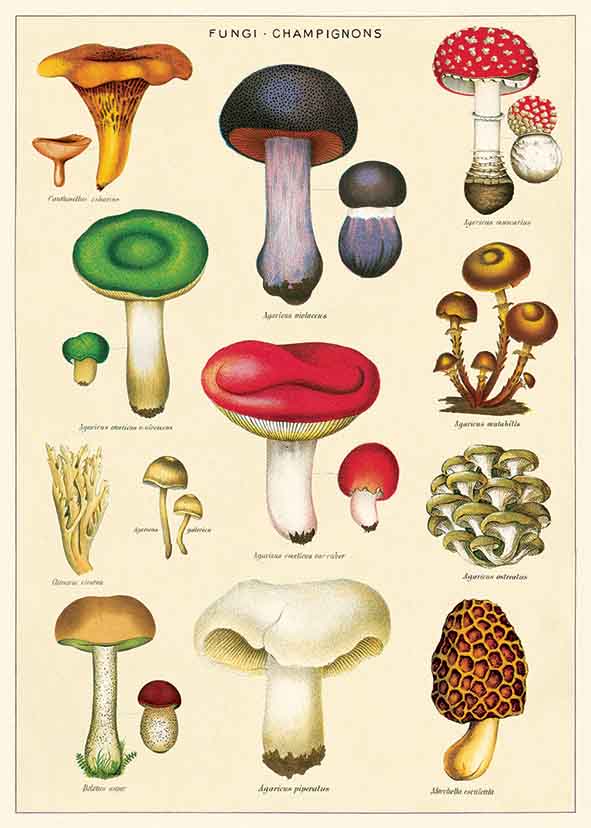 Juliste Cavallini - Mushrooms 2