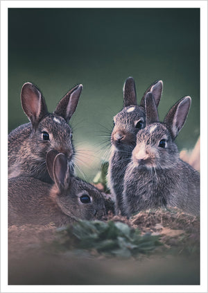 Postcard Konsta Punkka - The Rabbit Family