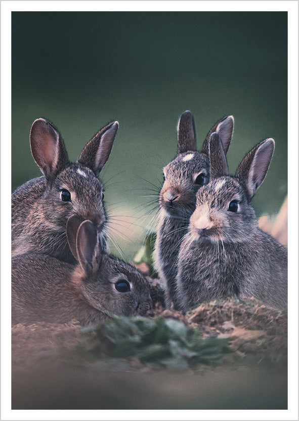 Postcard Konsta Punkka - The Rabbit Family