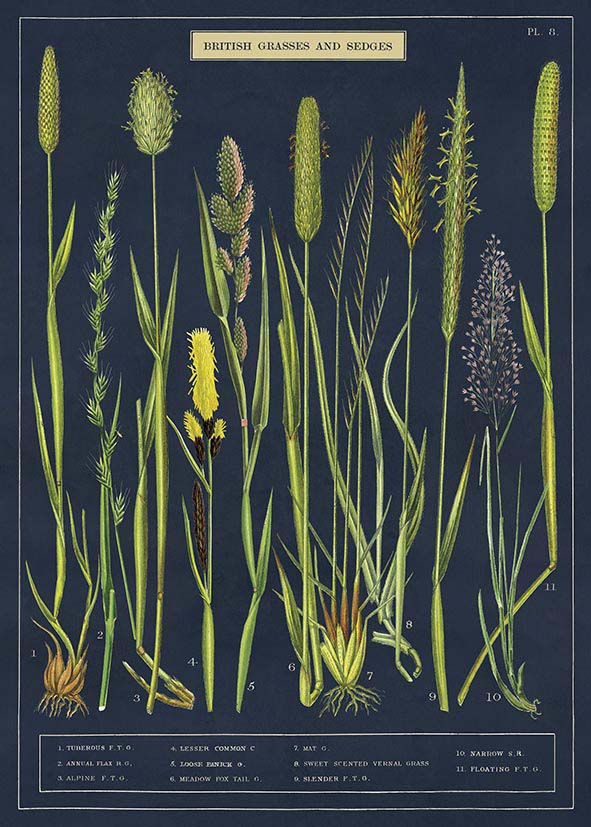 Juliste Cavallini - Grasses & Sedges