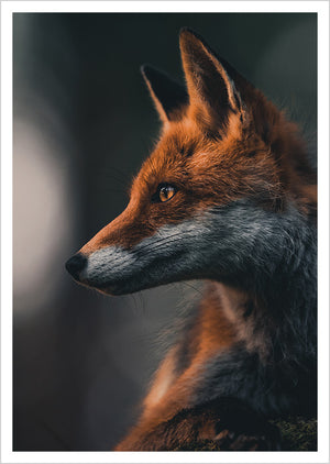 Postcard Konsta Punkka - Fox