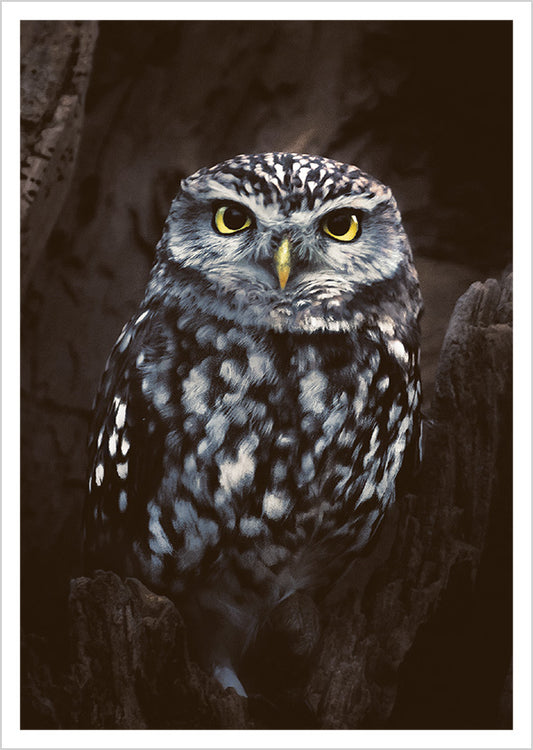 Postcard Konsta Punkka - Owl