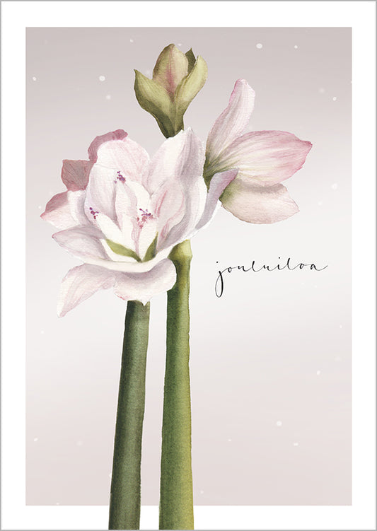Christmas card Henna Adel - Pink amaryllis