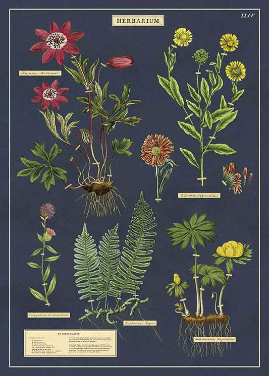 Juliste Cavallini - Herbarium