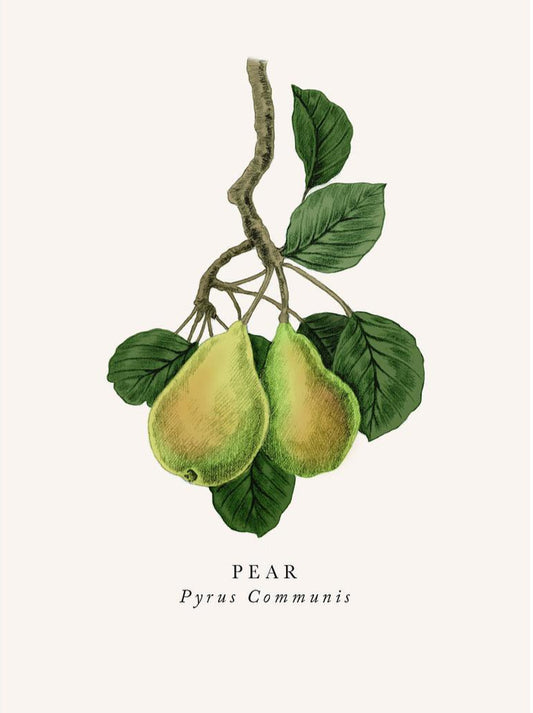 2-part card The Art File - Book and Botanics, Pear