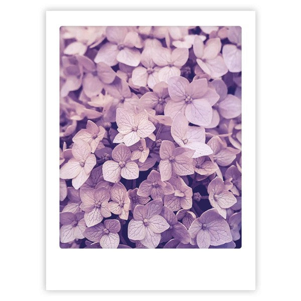 Juliste Pickmotion - Purple flowers