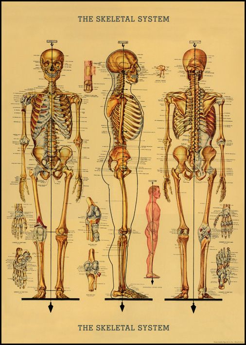 Juliste Cavallini - Skeleton