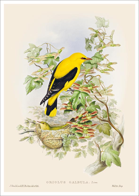 Postikortti John Nurminen - Keltainen lintu