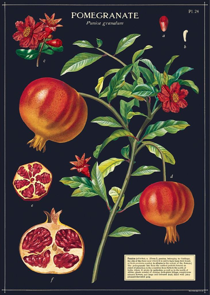 Juliste Cavallini - Pomegranate