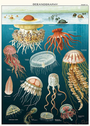 Juliste Cavallini - Jellyfish Oceanography