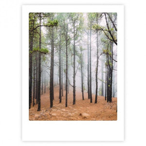 Juliste Pickmotion - Forest